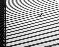 Leaf in shadow