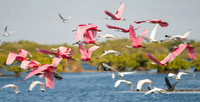 Nature/Wildlife