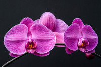DSC_9608-Edit