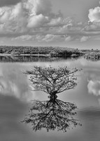 Reflection