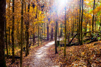 Fall in FL (1 of 1)